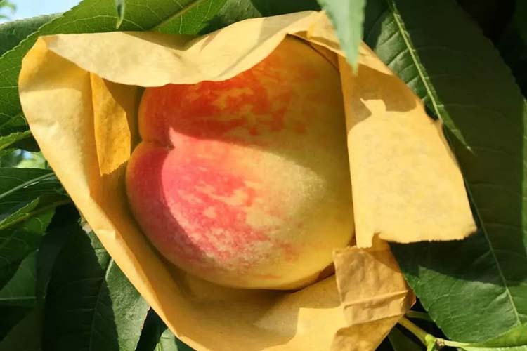 阳山水蜜桃多少钱一斤