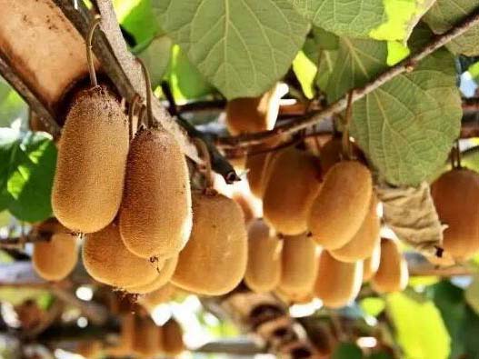 泰顺猕猴桃品种