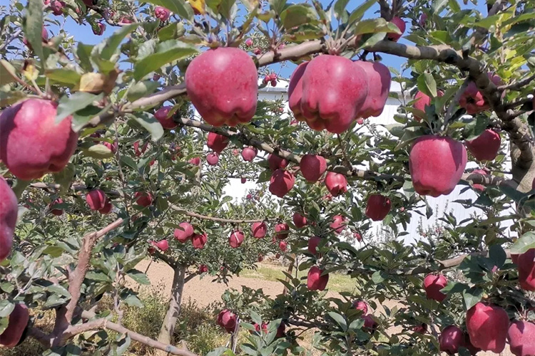 花牛苹果成熟期在几月份