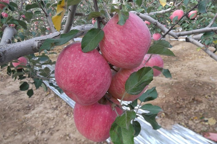 洛川苹果品种介绍